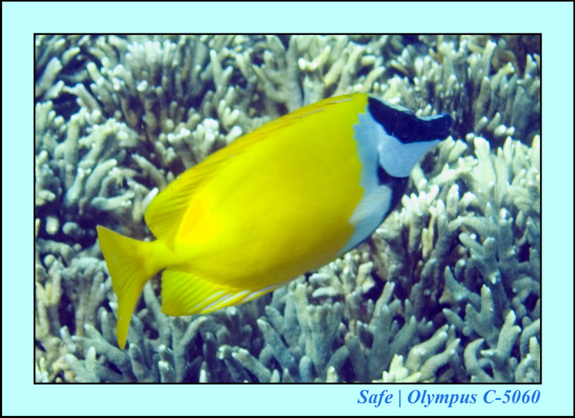 2008 - 07 - Redang - 025